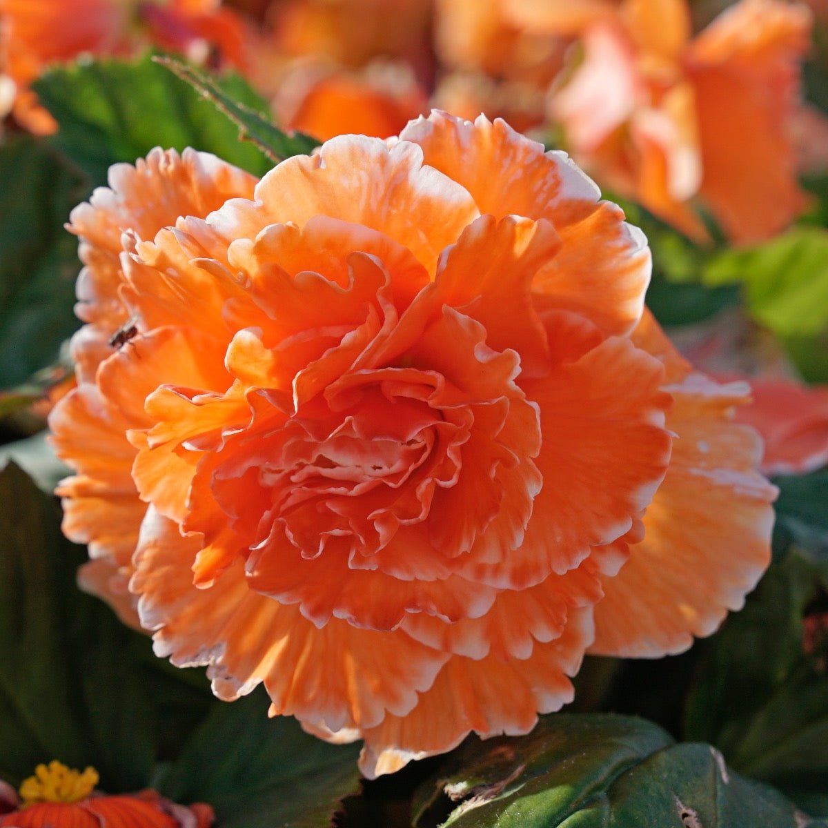 Begonia Lace Picotee Apricot - Begonias - Fluwel