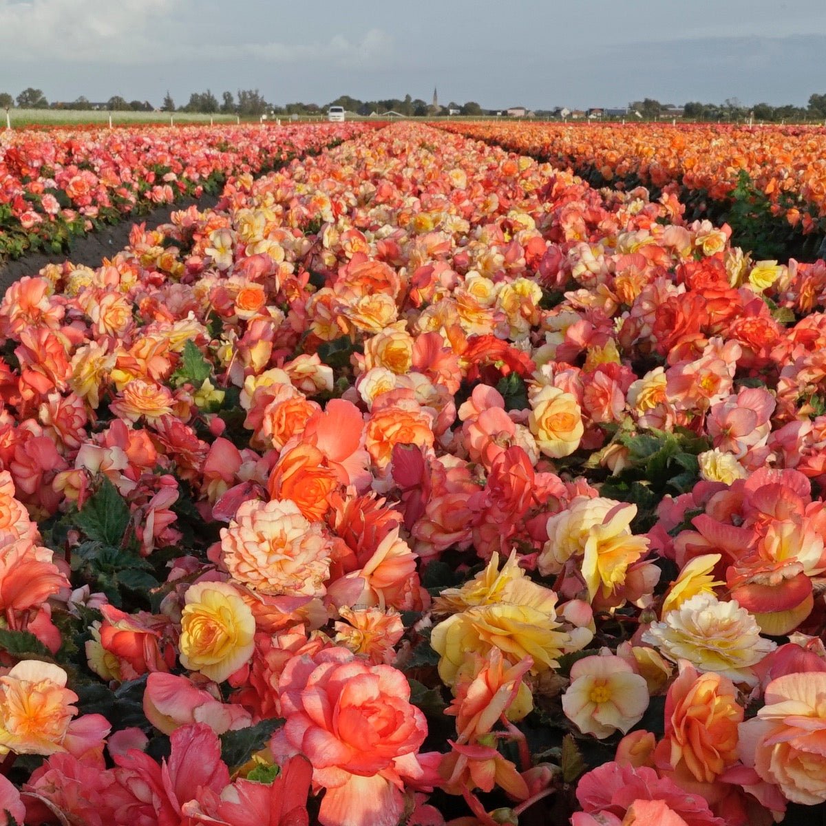 Begonia On Top Sunset Shades - Begonias - Fluwel