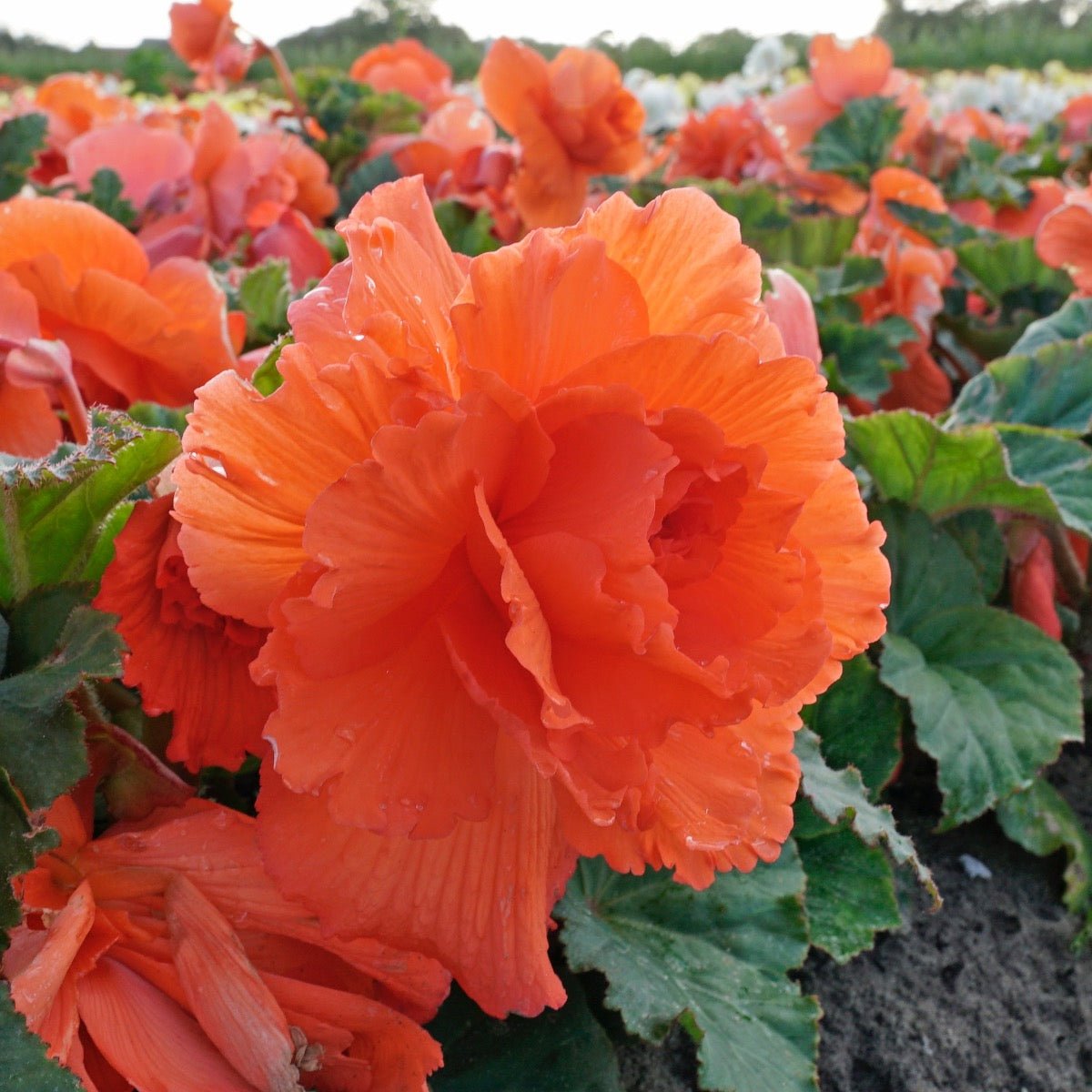 Begonia Ruffled Salmon - Begonias - Fluwel