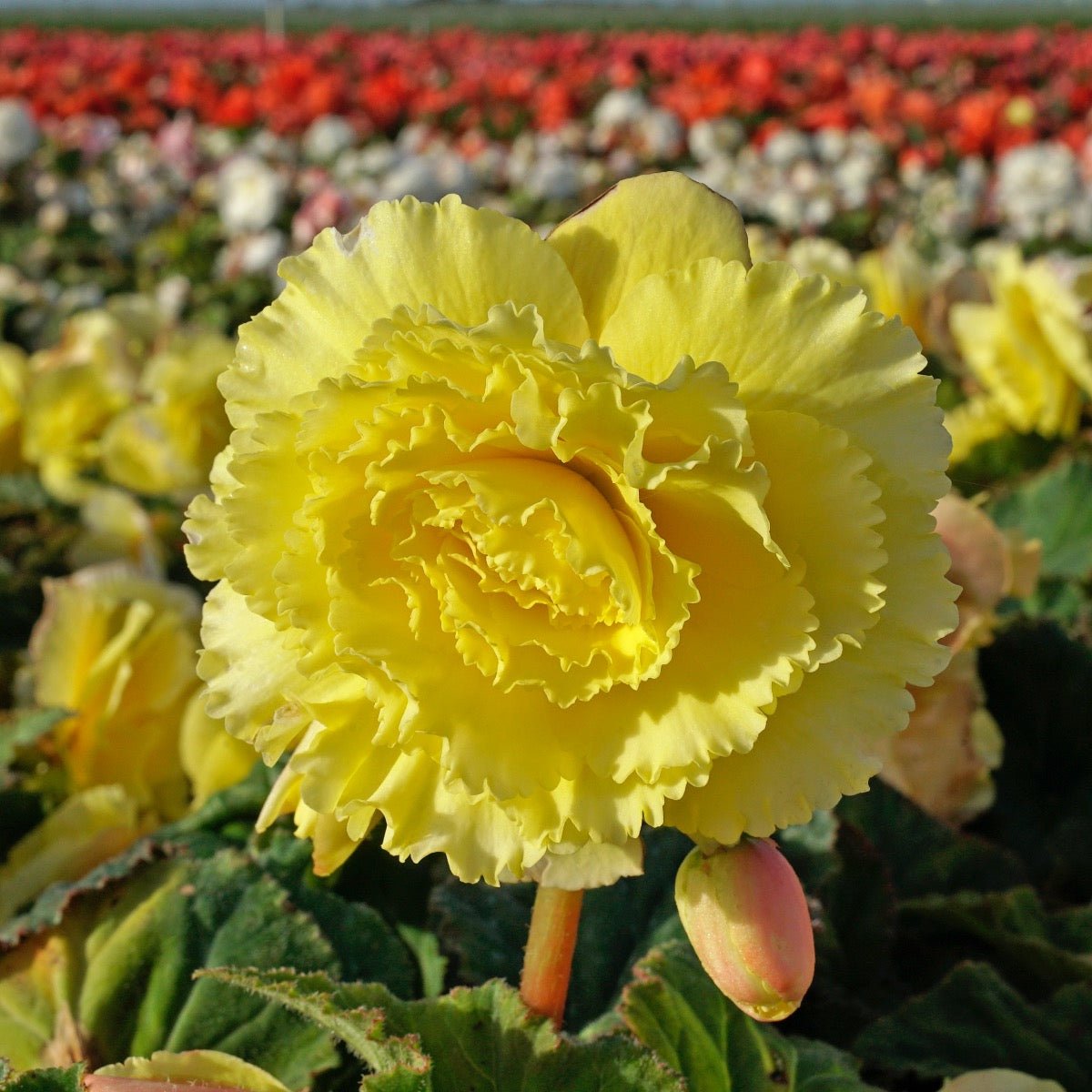 Begonia Ruffled Yellow - Begonias - Fluwel