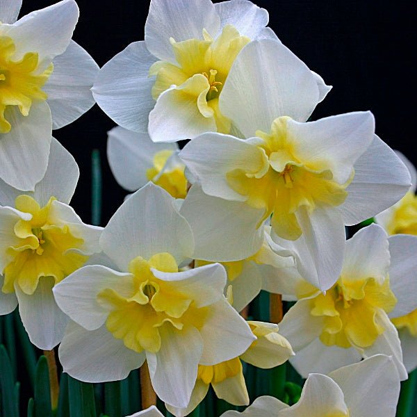 Bella Estrella - Narcissus - Fluwel