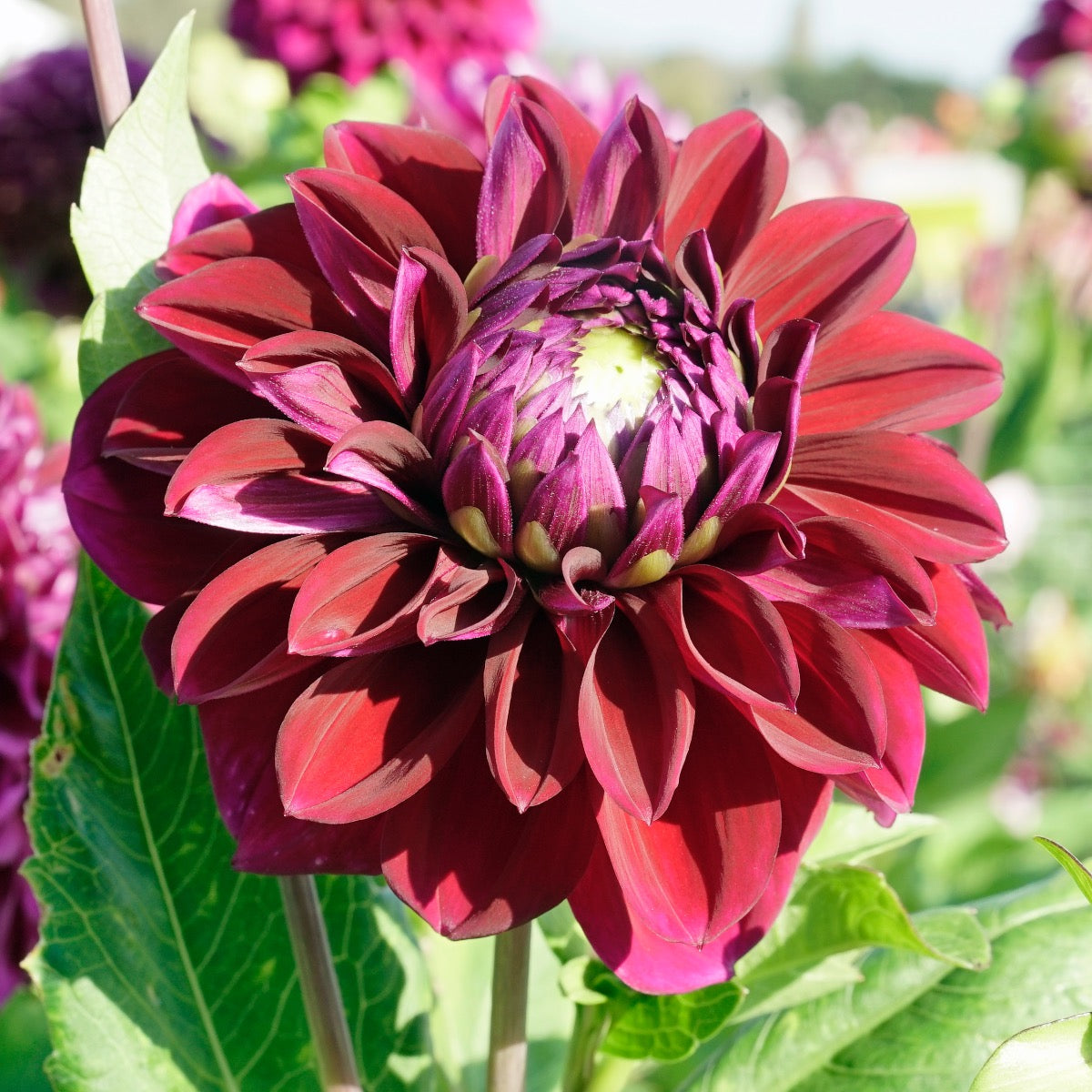 Dahlia Diva