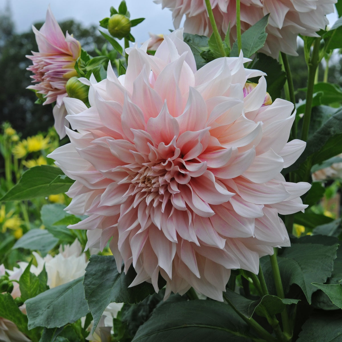 Dahlia Café au Lait