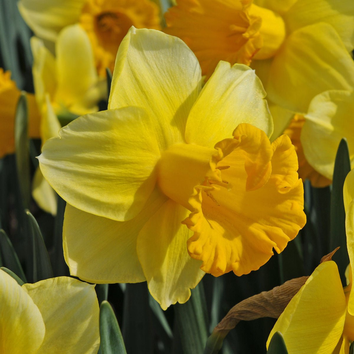 Breath of Spring - Narcissus - Fluwel