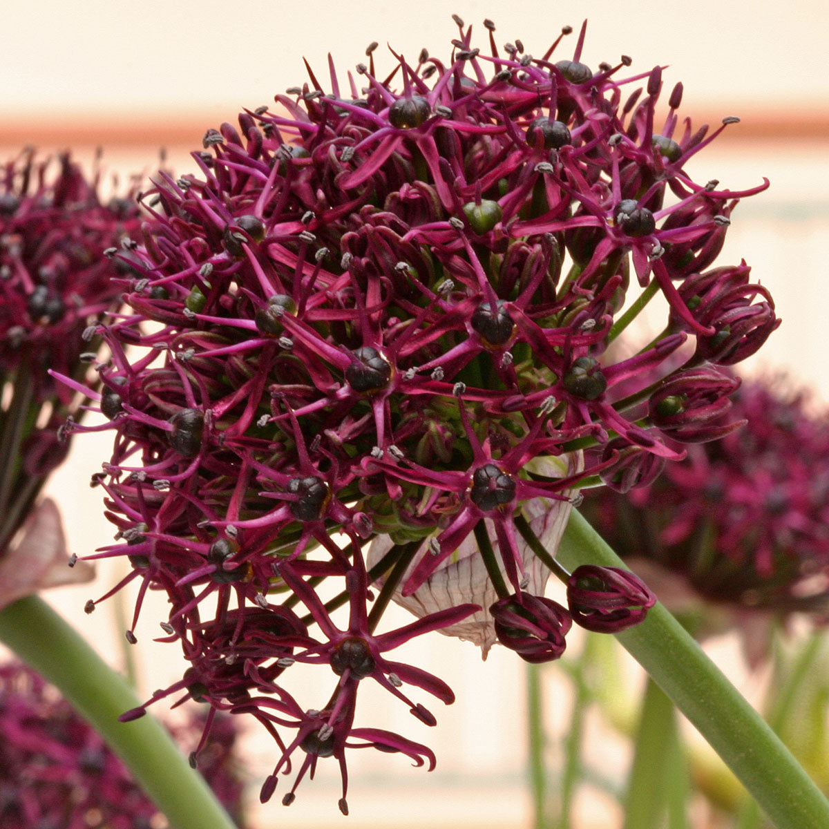 Allium atropurpureum