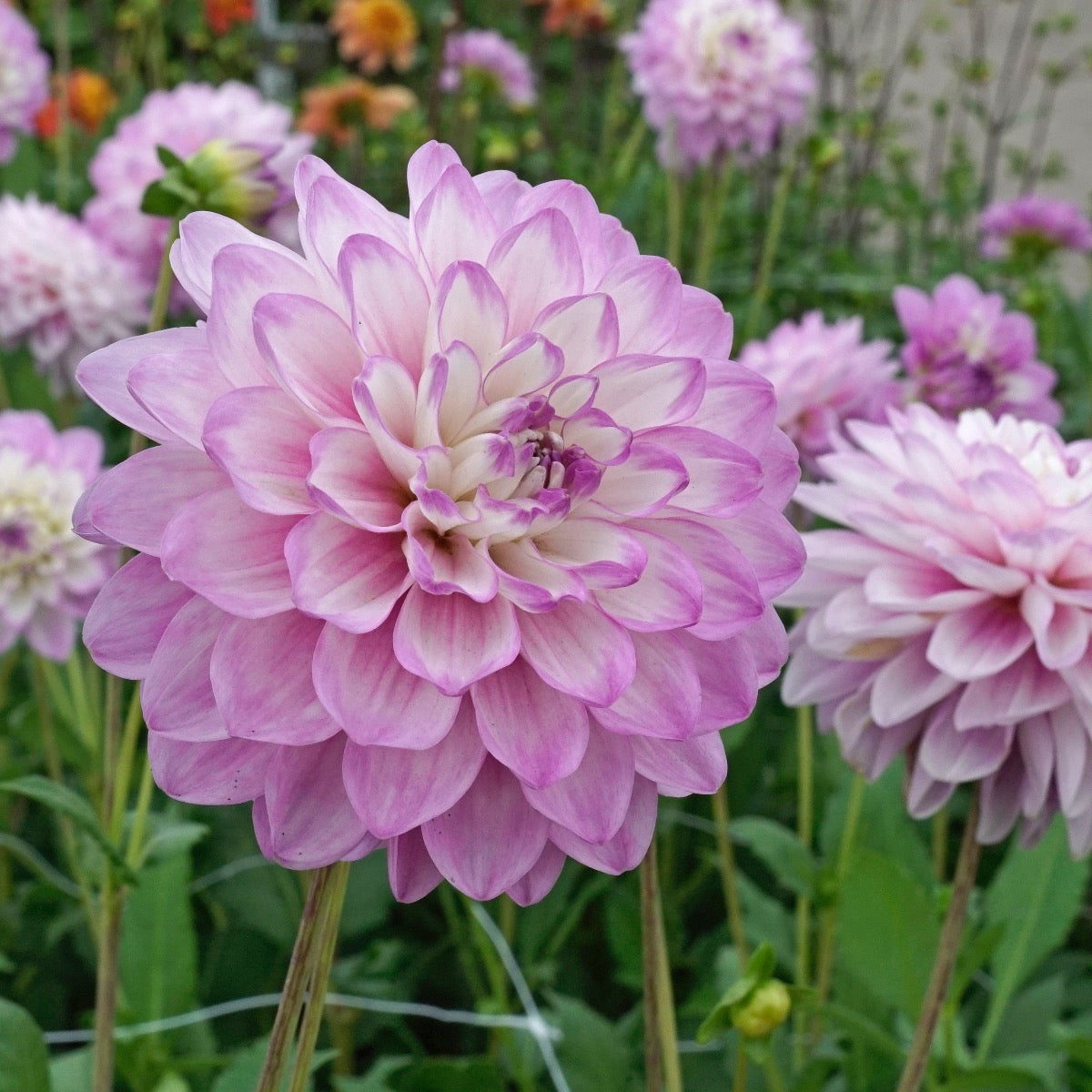 Dahlia Blue Wish