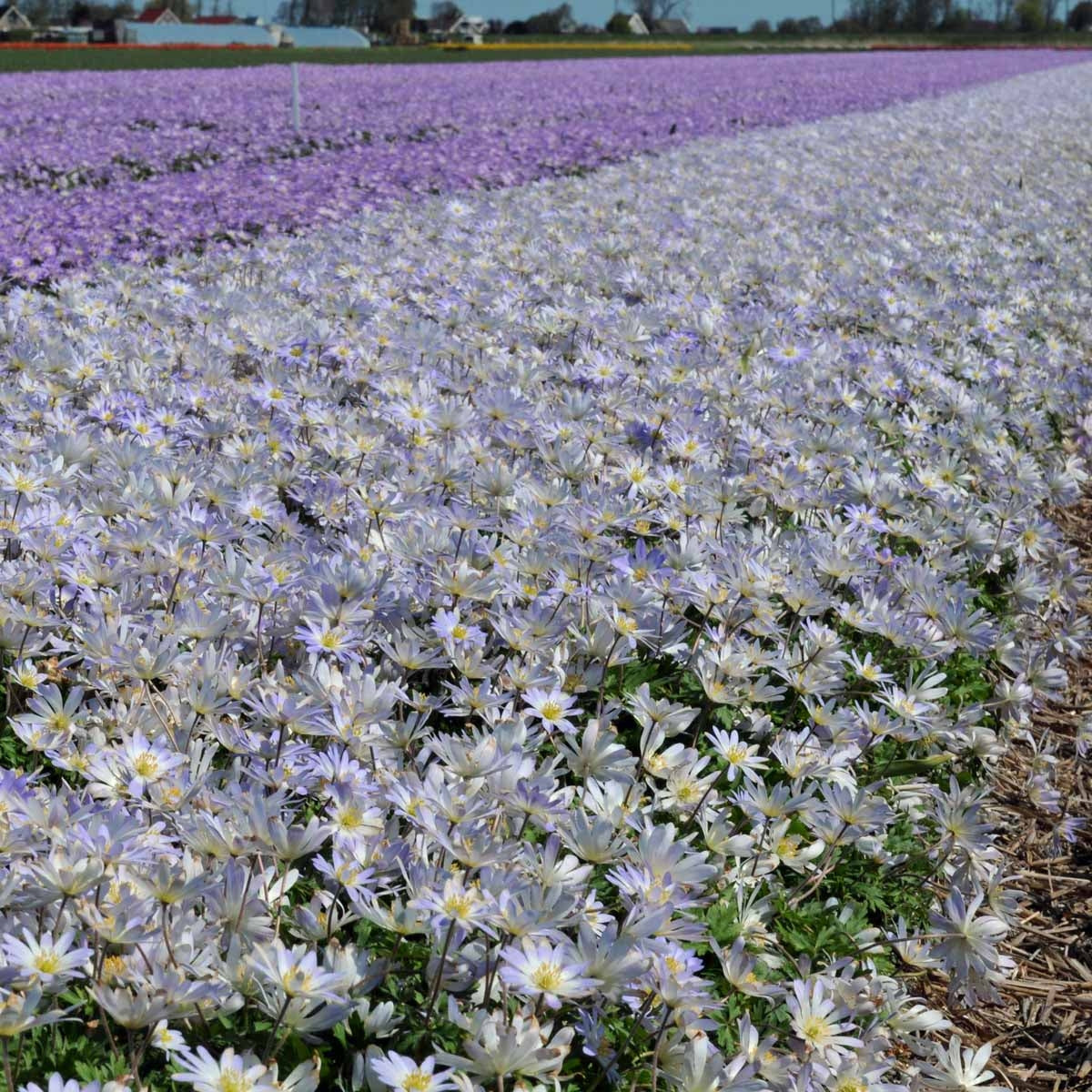 Anemone blanda Blue Splendour