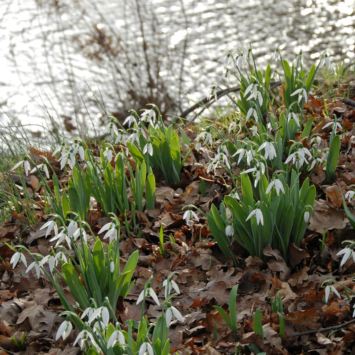 Galanthus elwesii