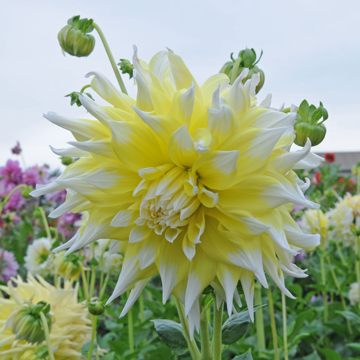 Dahlia Grand Prix