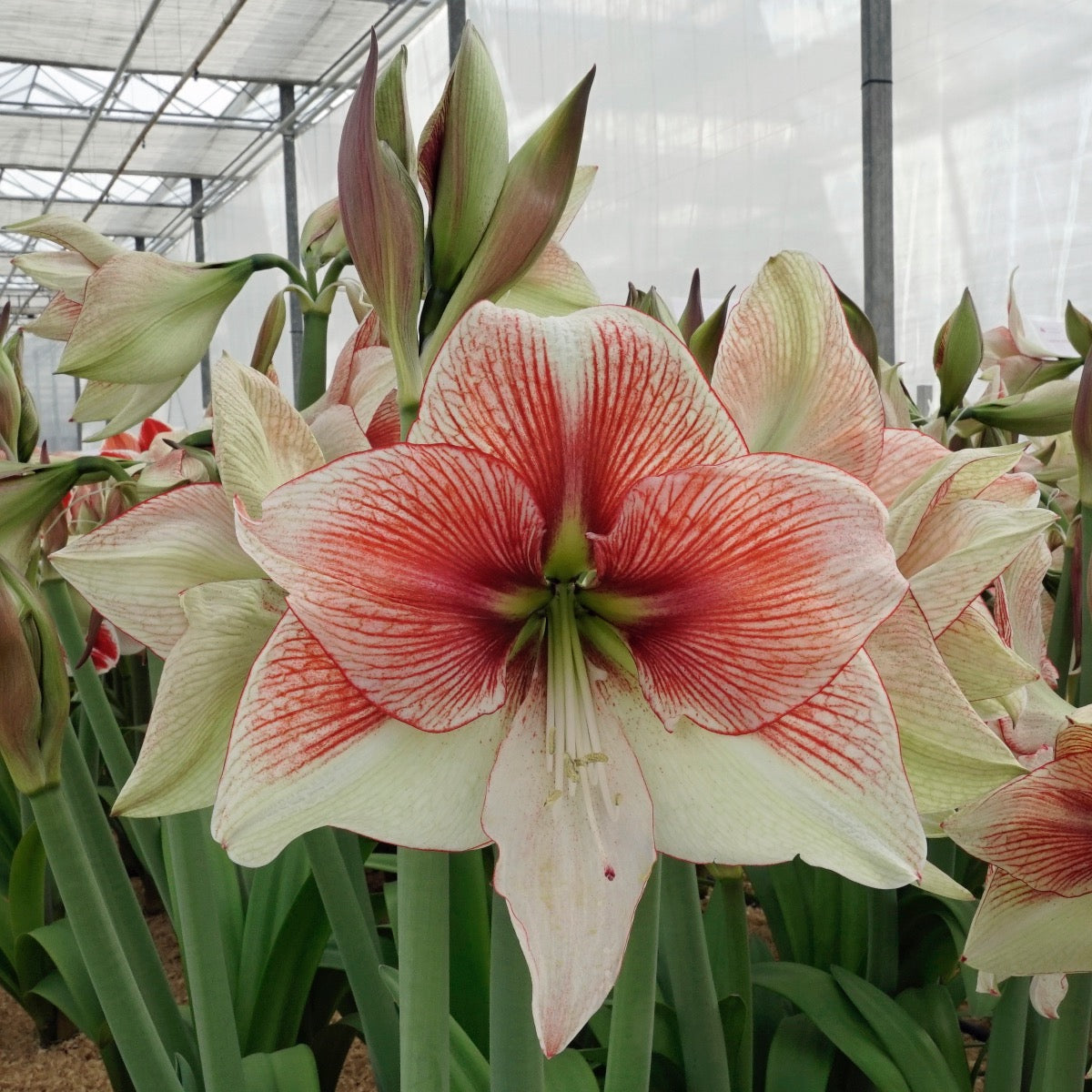 Amaryllis Grandise Fantasy
