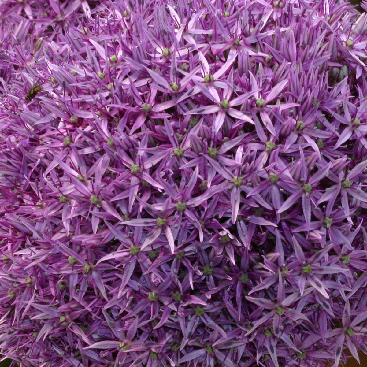 Allium Globemaster