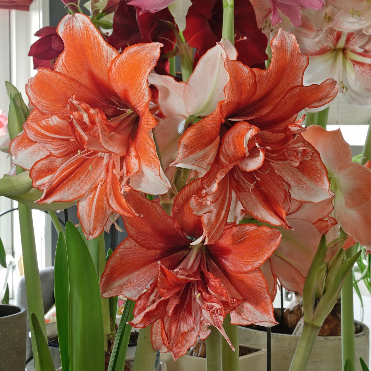 Amaryllis Flamed Amadeus