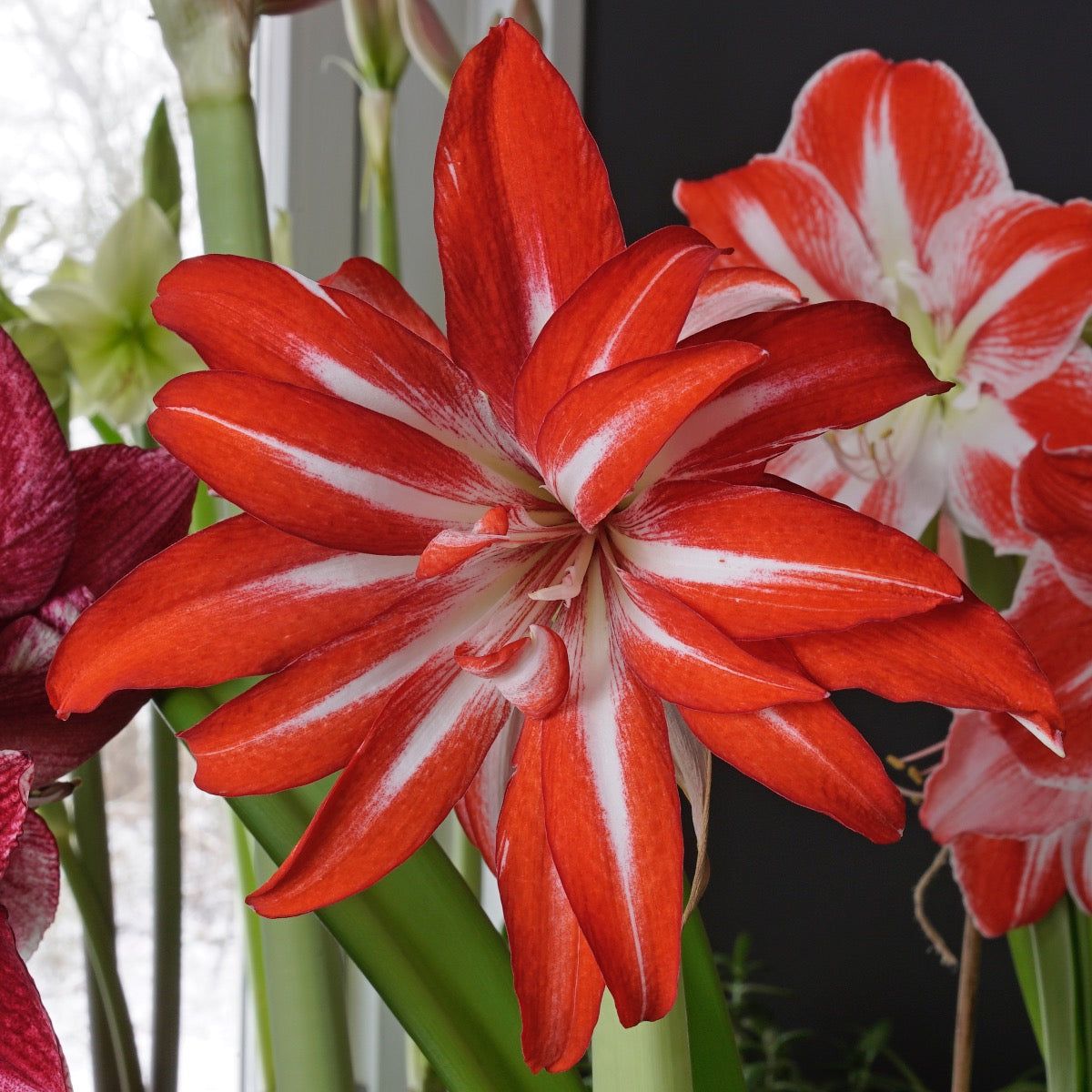 Amaryllis Splash