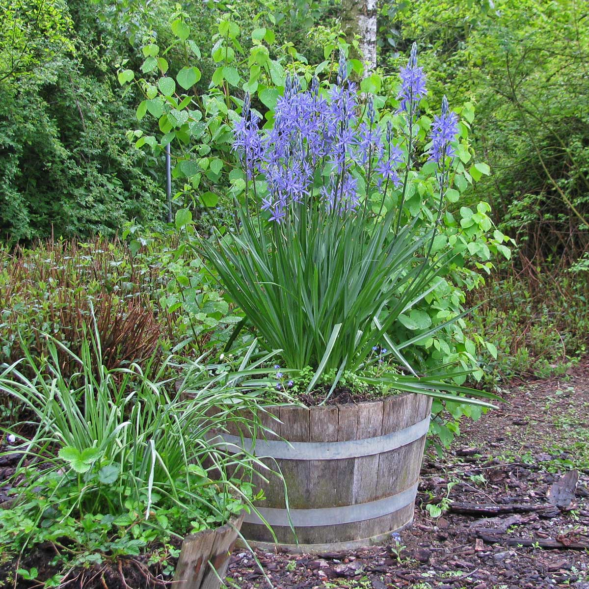Camassia leichtlinii Blauwe Donau - blauwe camassia - Fluwel