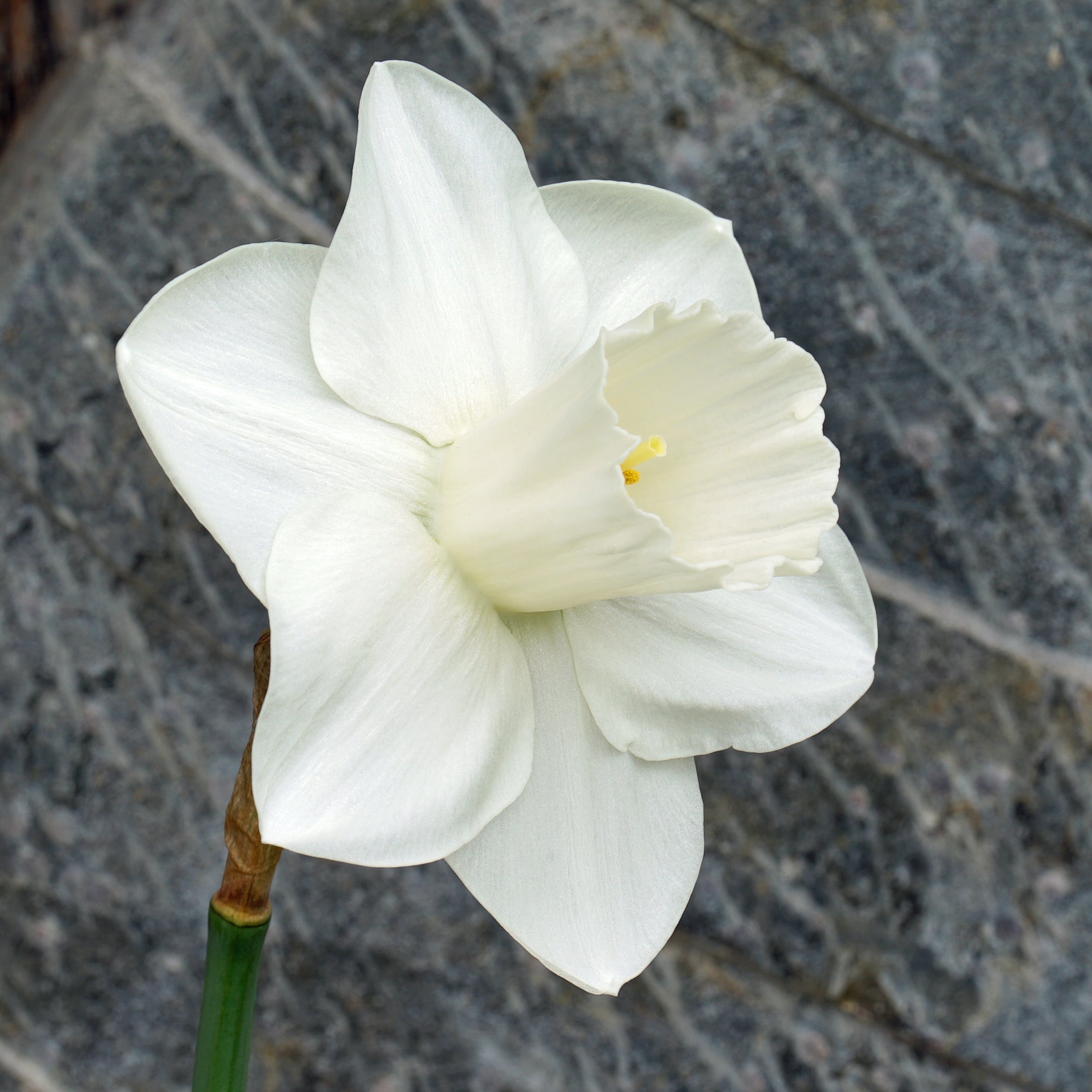 Cameo Snow - Special Narcissus - Fluwel
