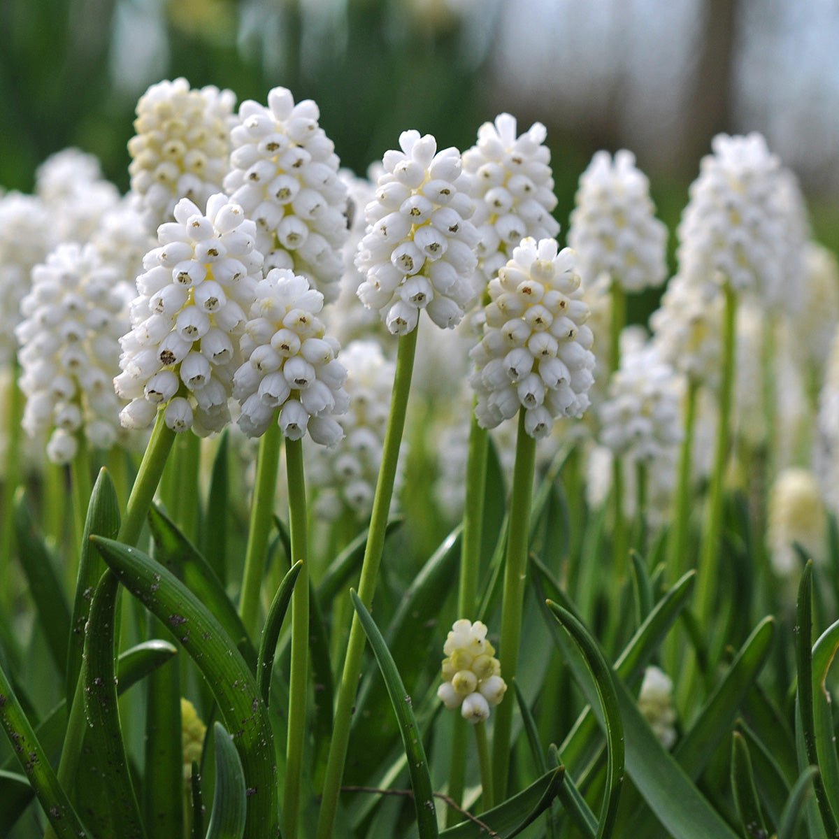 Muscari aucheri White Magic