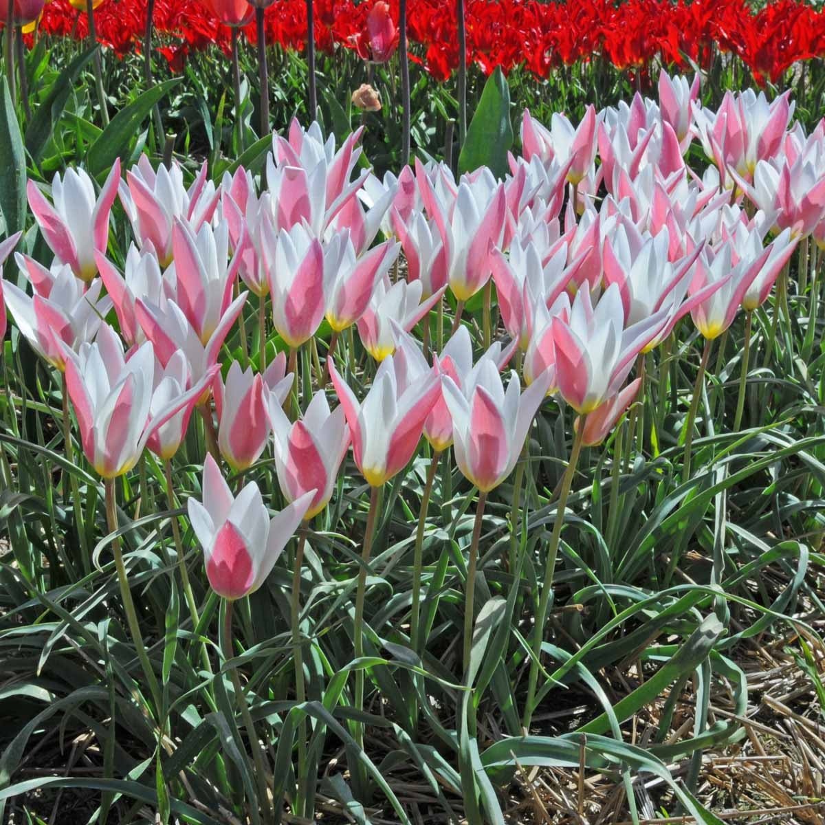 Clusiana Lady Jane - Tulips - Fluwel