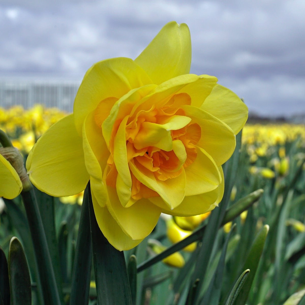 Crackington - Narcissus - Fluwel