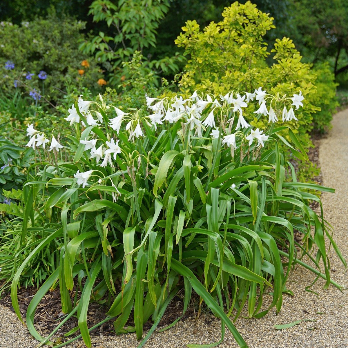Crinum powellii Album - Summer special bulbs - Fluwel