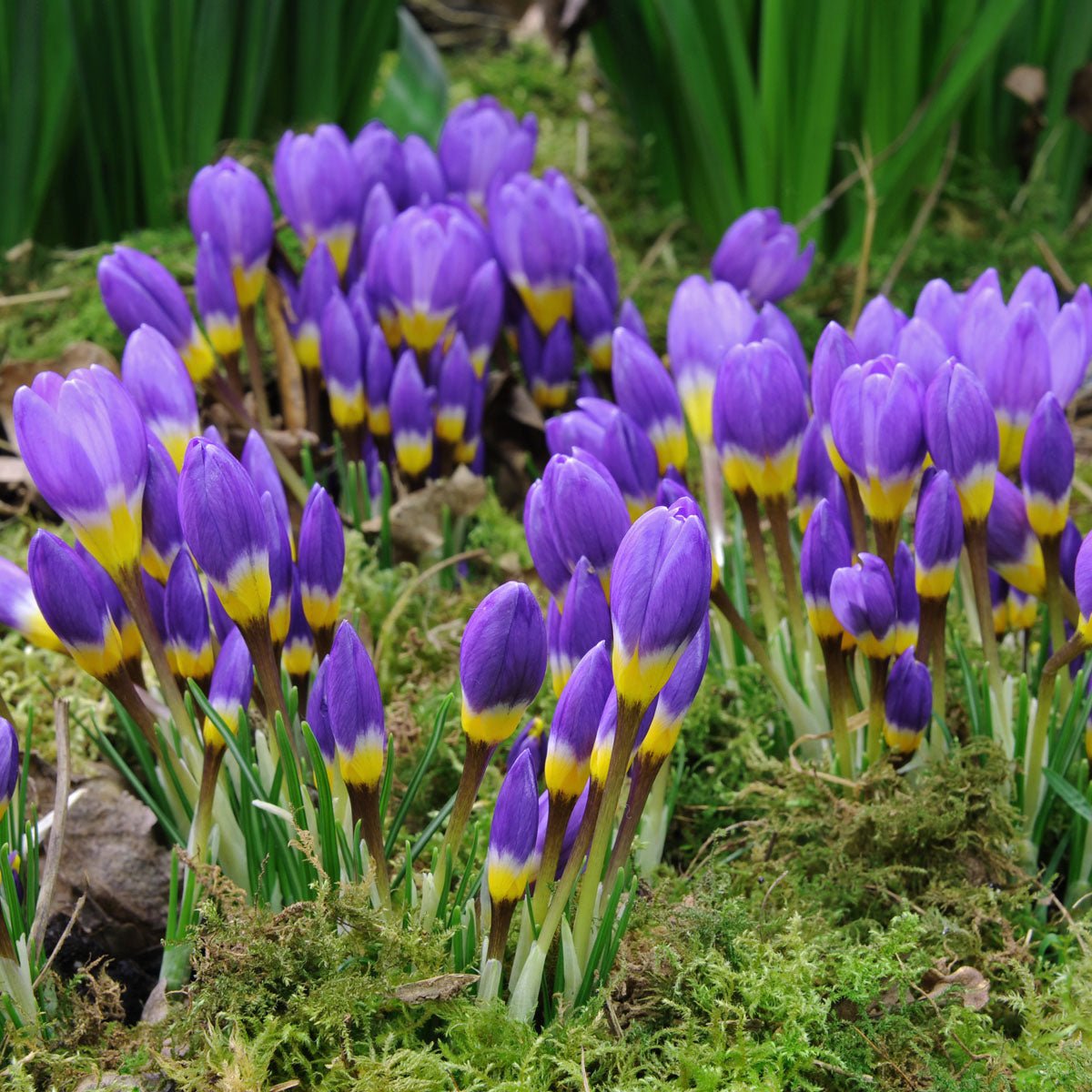 Crocus sieberi sublimis Tricolor - Crocuses - Fluwel