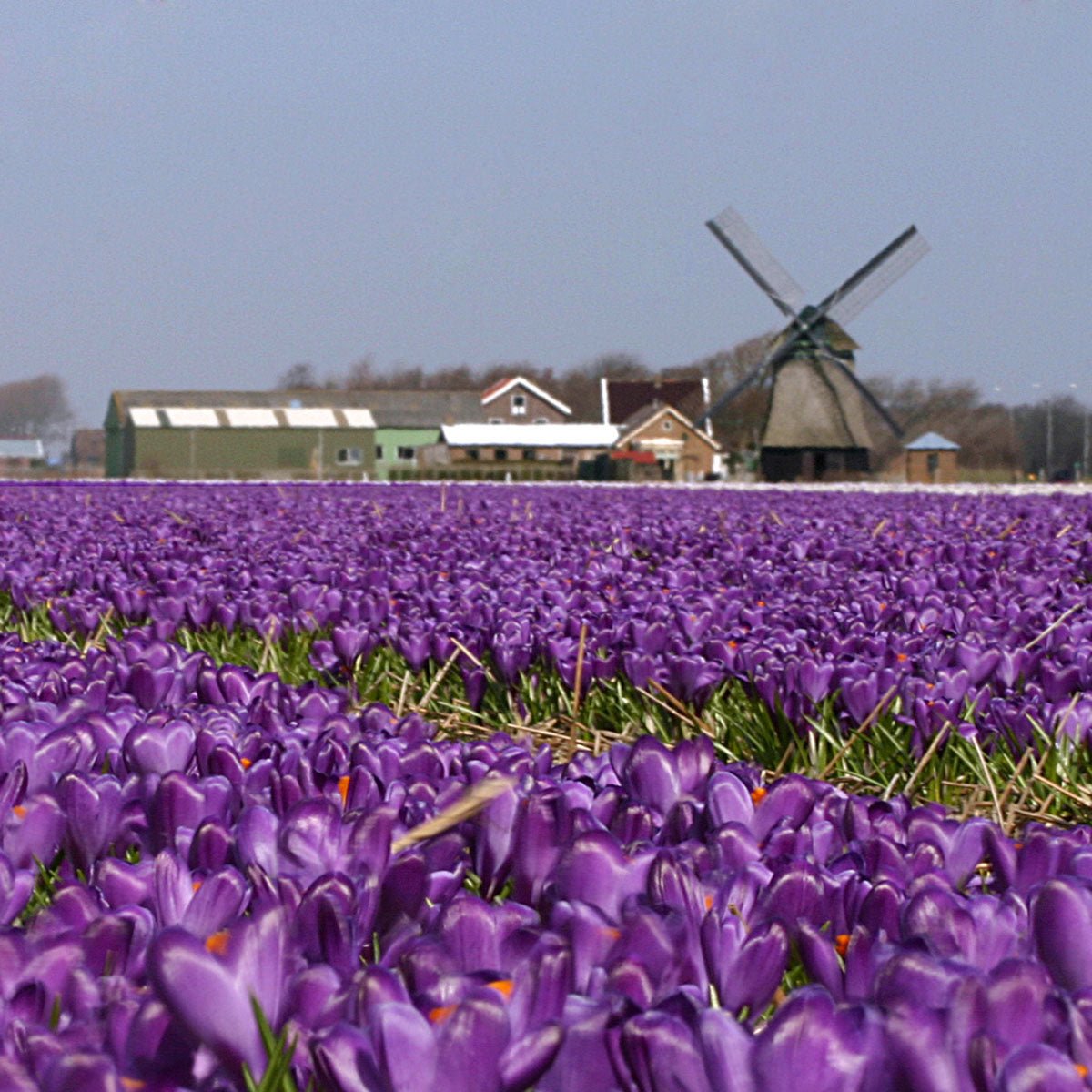 Crocus vernus Flower Record - Crocuses - Fluwel
