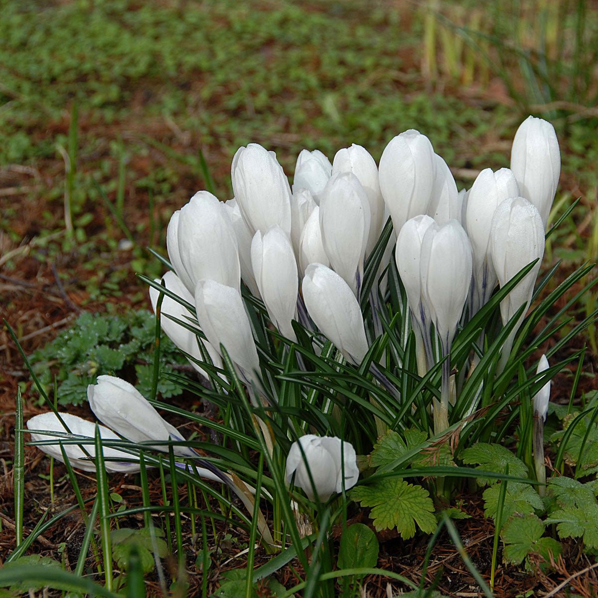 Crocus vernus Jeanne d'Arc - Crocuses - Fluwel