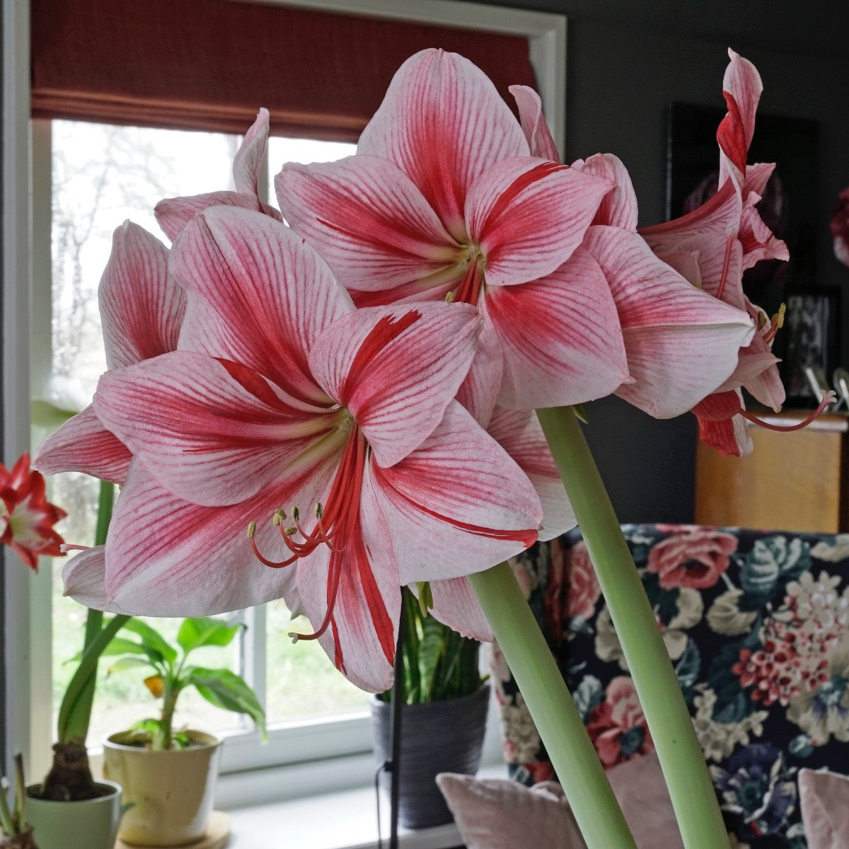 Amaryllis Gervase