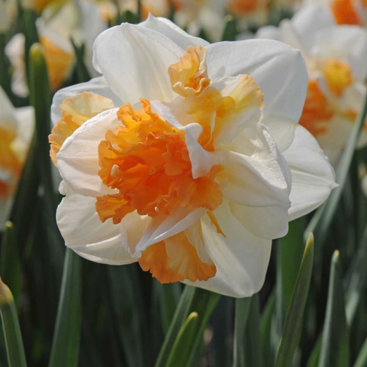 Peach Prince - wit-oranje Double narcis - Fluwel