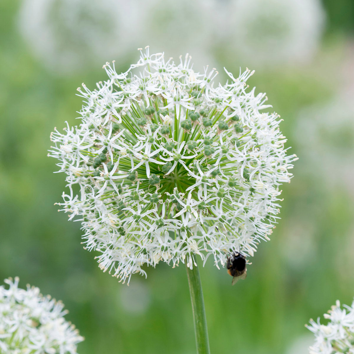 Allium Mount Everest