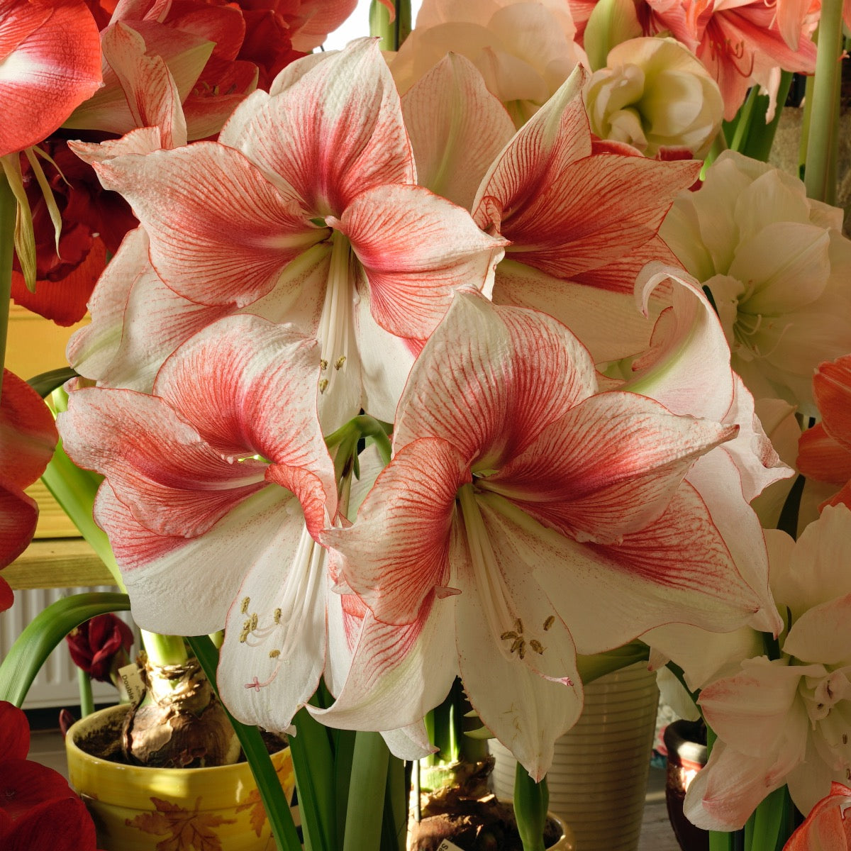 Amaryllis Grandise Fantasy