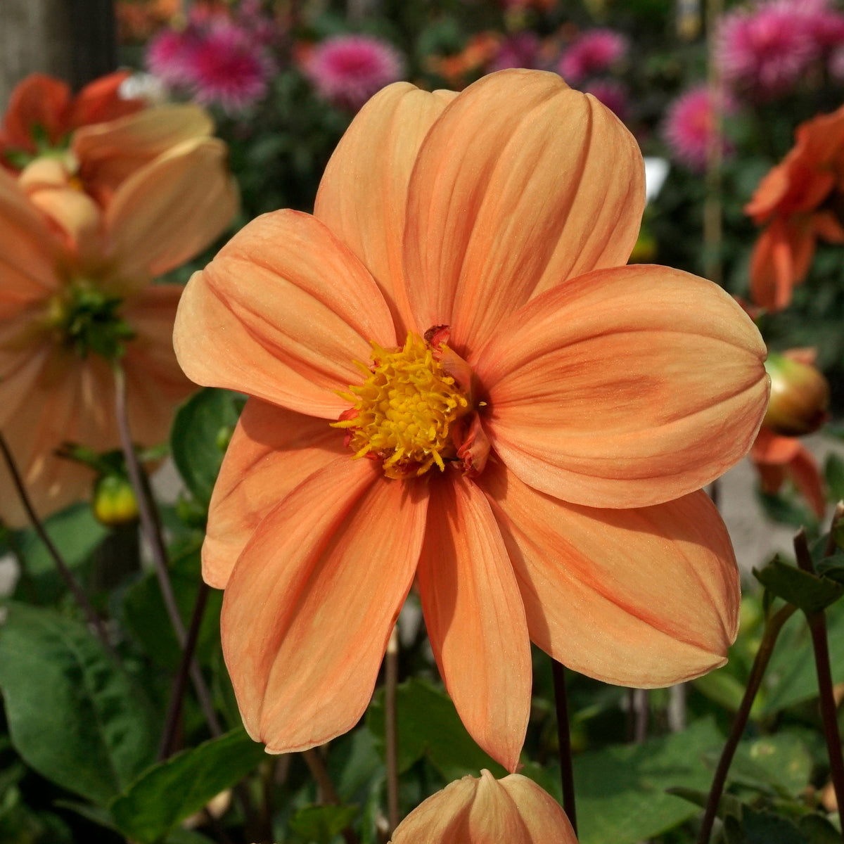 Dahlia G.F. Hemerik - oranje dahlia - Fluwel