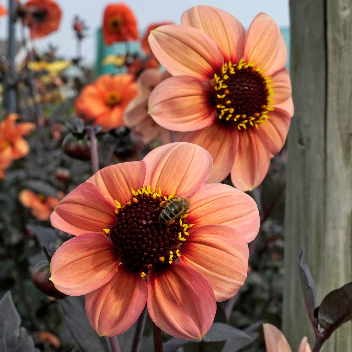 Dahlia Happy Single Kiss - meerkleurige dahlia - Fluwel