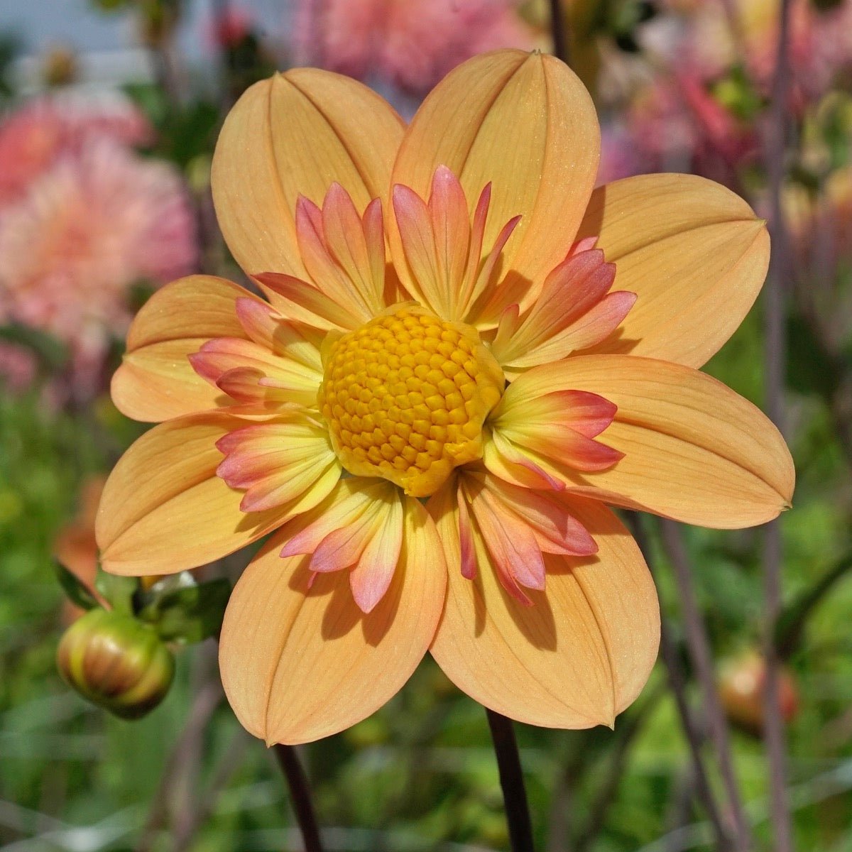 Dahlia Kelsey Annie Joy - meerkleurige dahlia - Fluwel