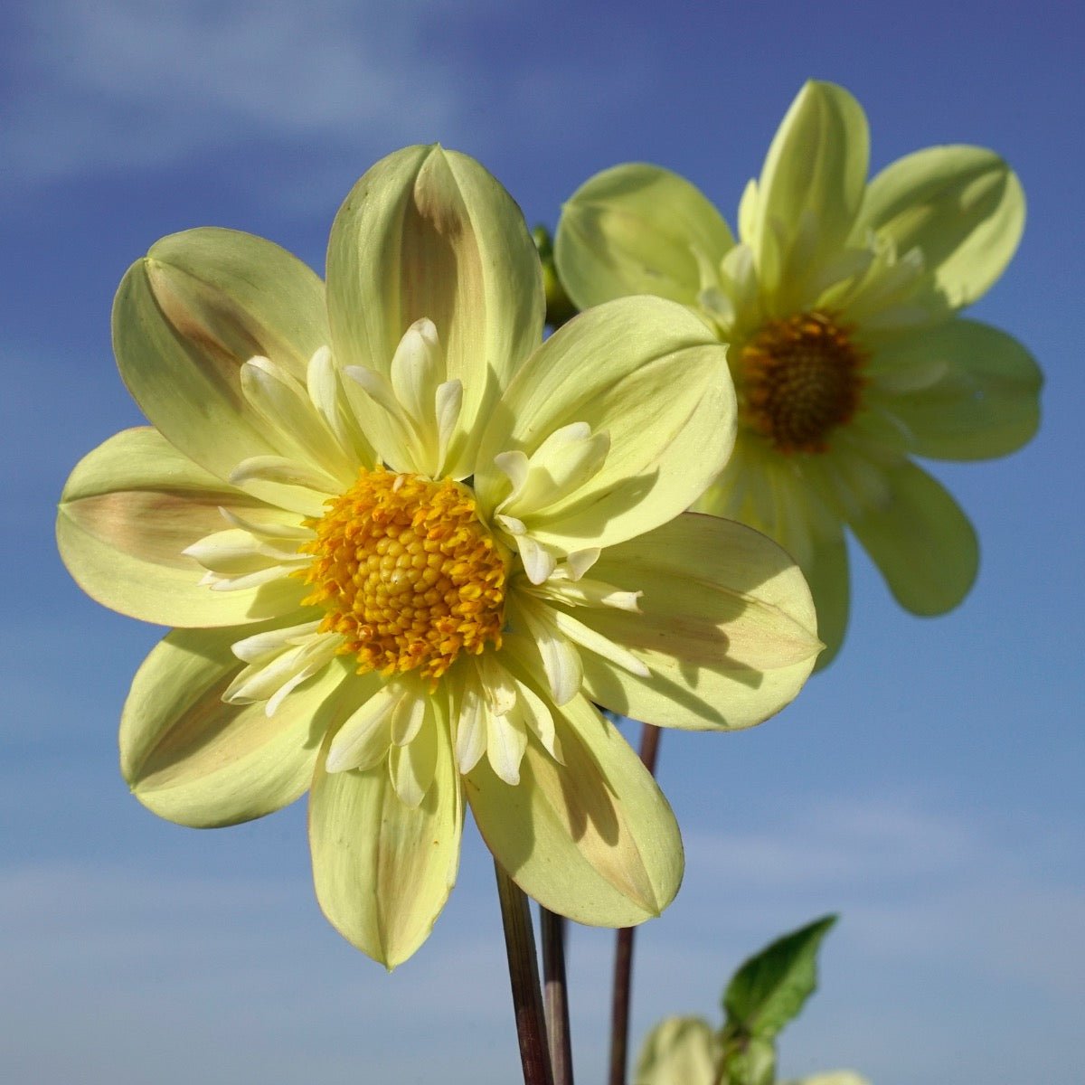 Dahlia Kelsey Sunshine - gele dahlia - Fluwel