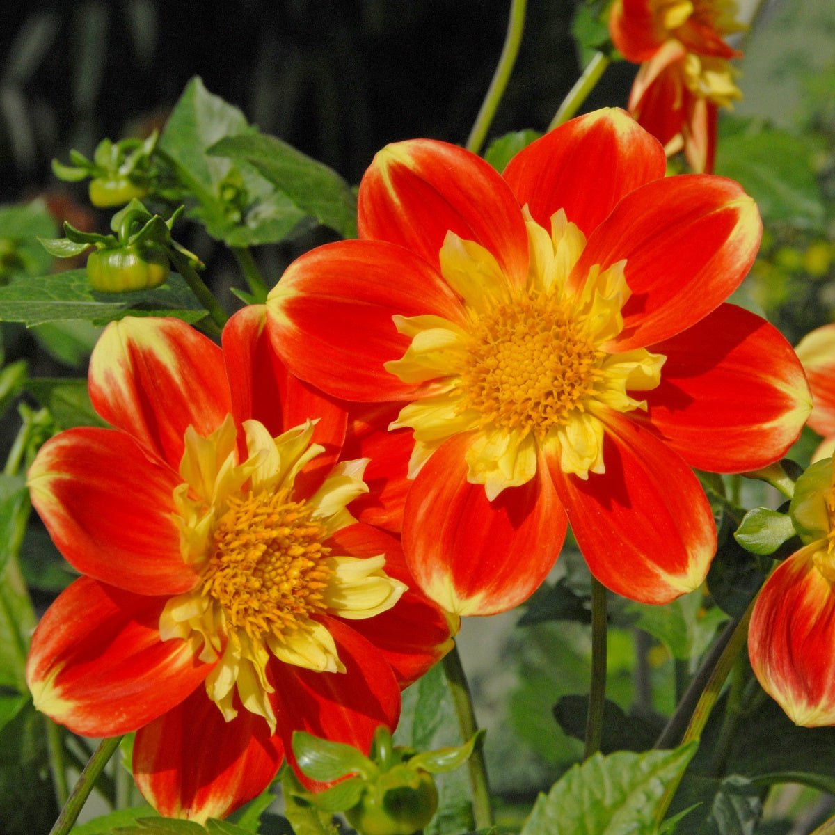 Dahlia Pooh - meerkleurige dahlia - Fluwel