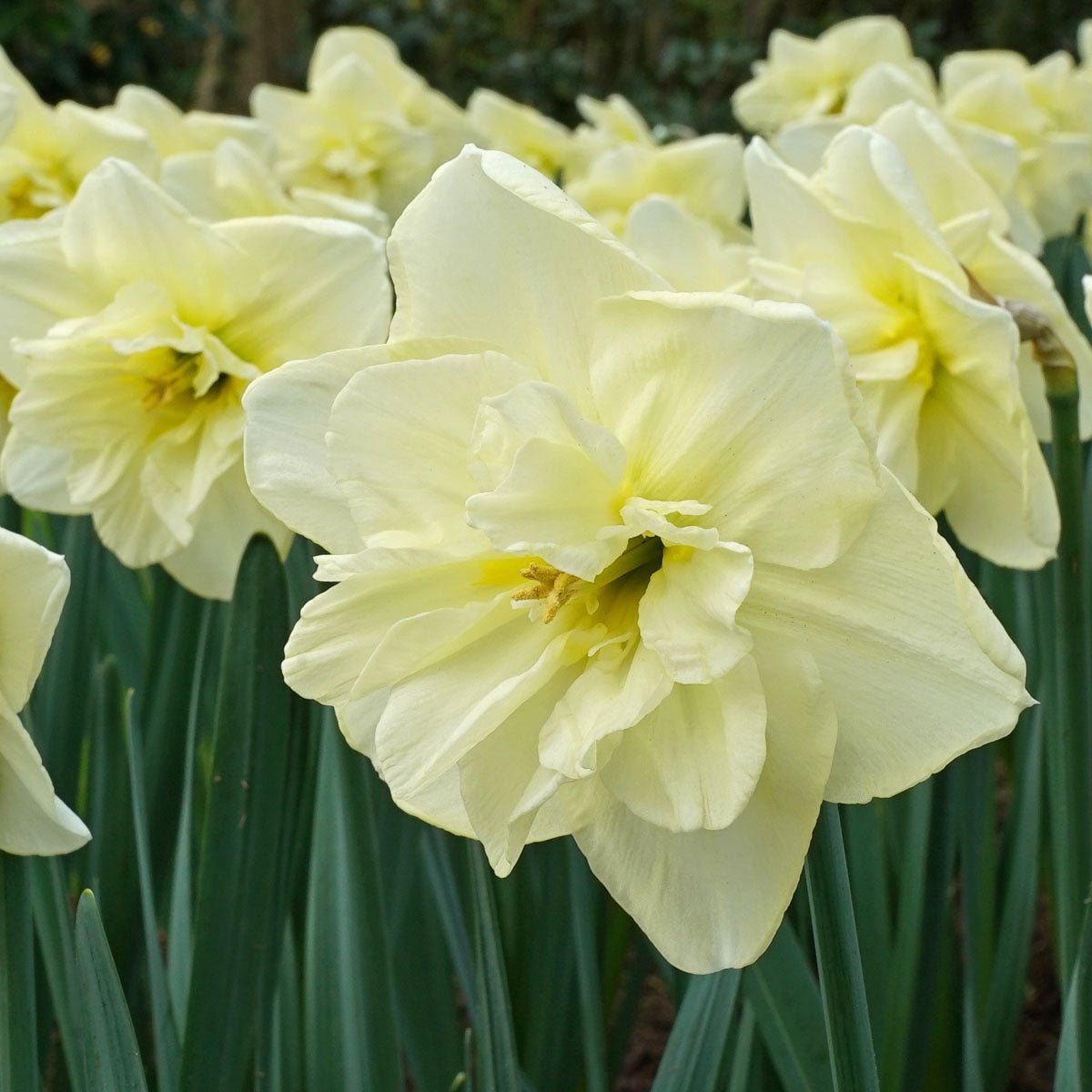 Dancing Moonlight - Narcissus - Fluwel