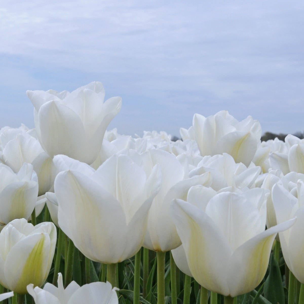 Darwisnow - Tulips - Fluwel