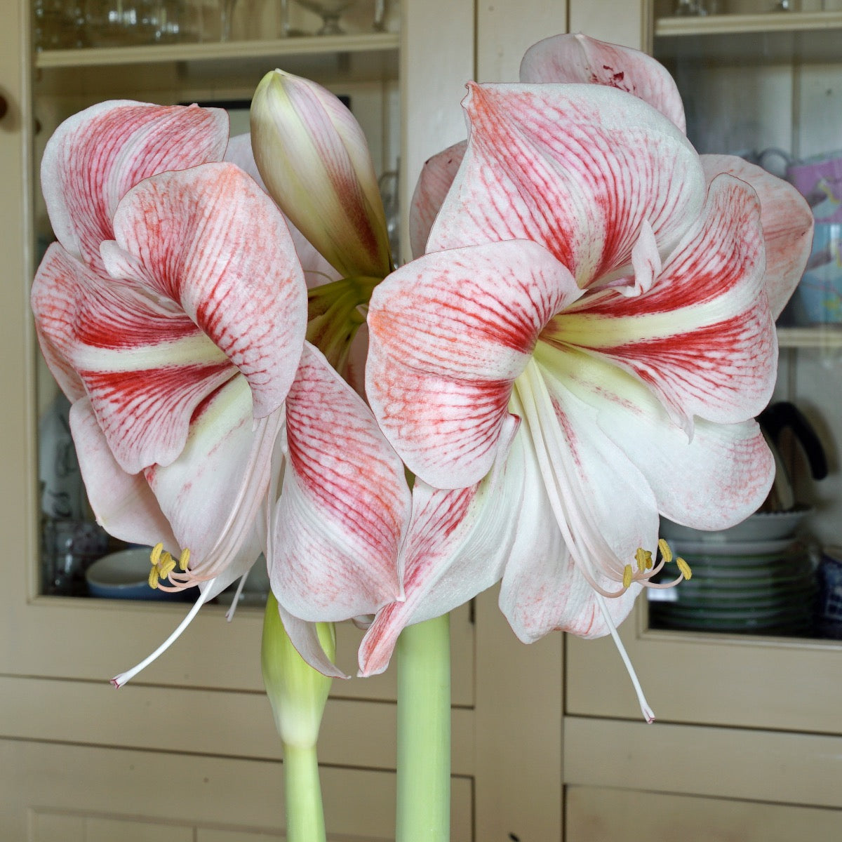 Amaryllis Formidable