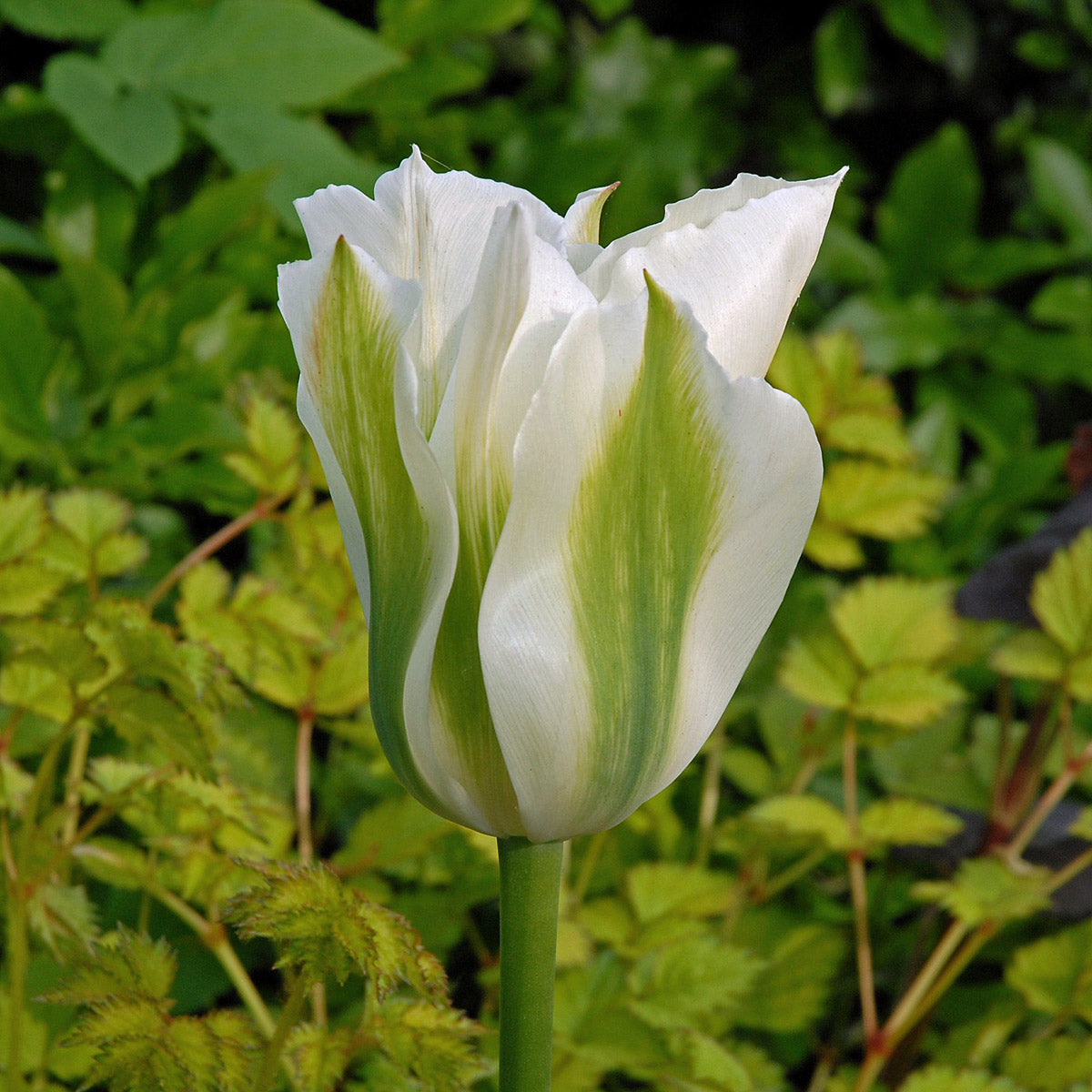 Tulipa Spring Green