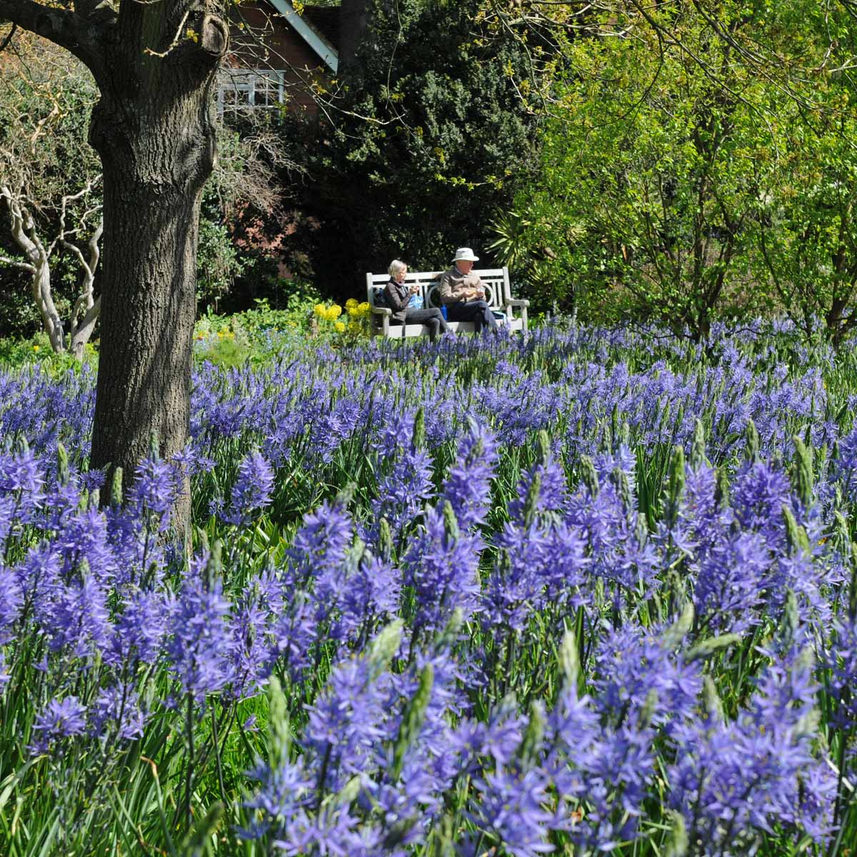 Camassia leichtlinii Blauwe Donau