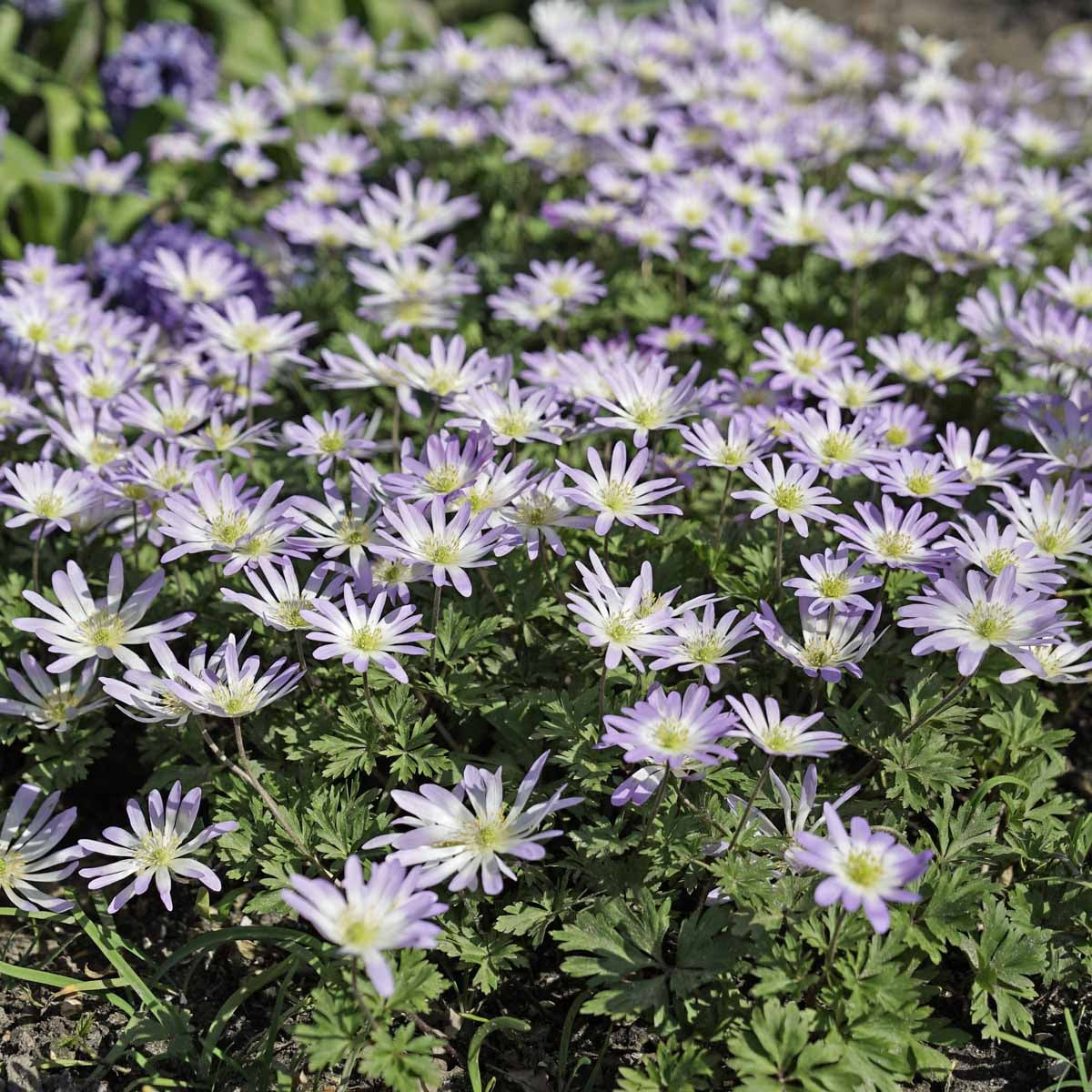 Anemone blanda Blue Splendour