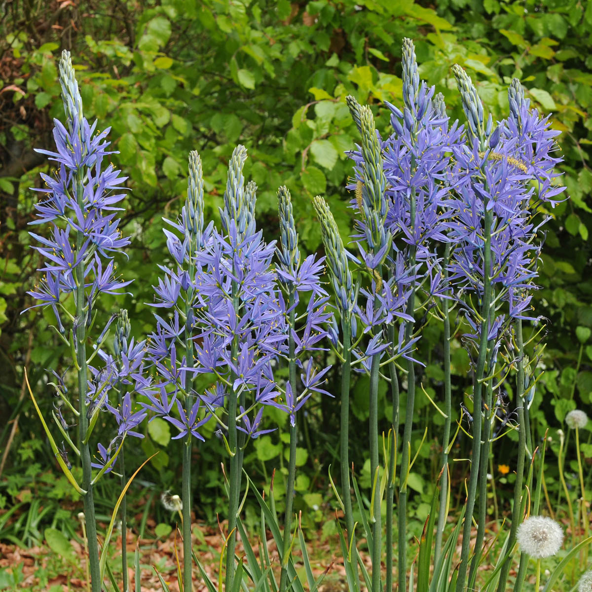 Camassia leichtlinii Blauwe Donau