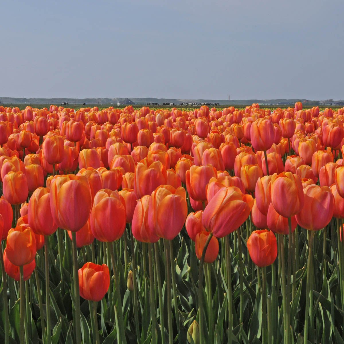 Dordogne - Tulips - Fluwel