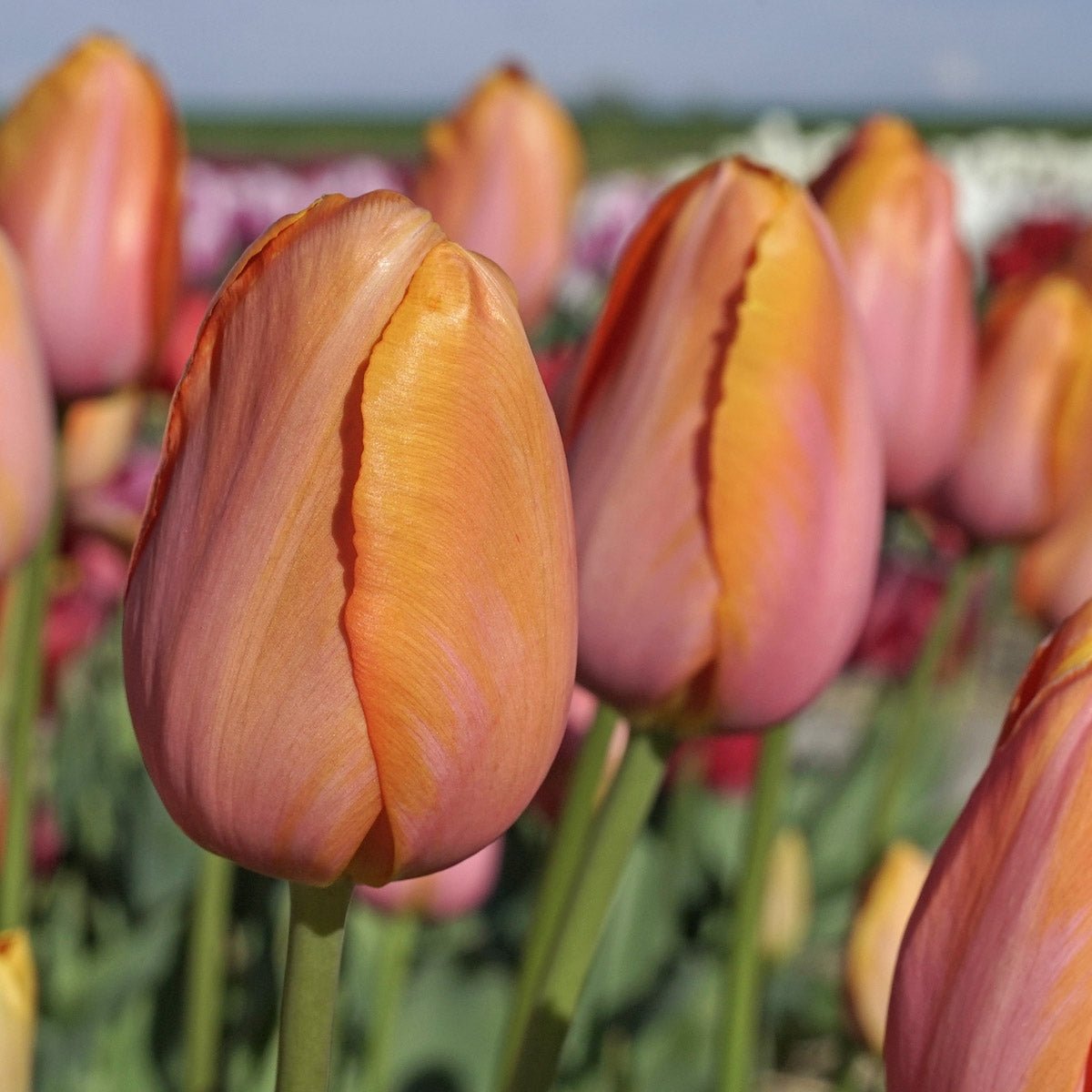 Dordogne - Tulips - Fluwel