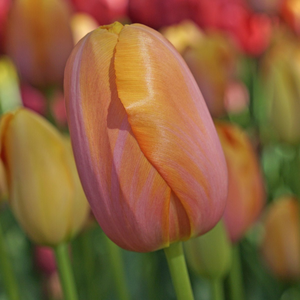 Dordogne - Tulips - Fluwel