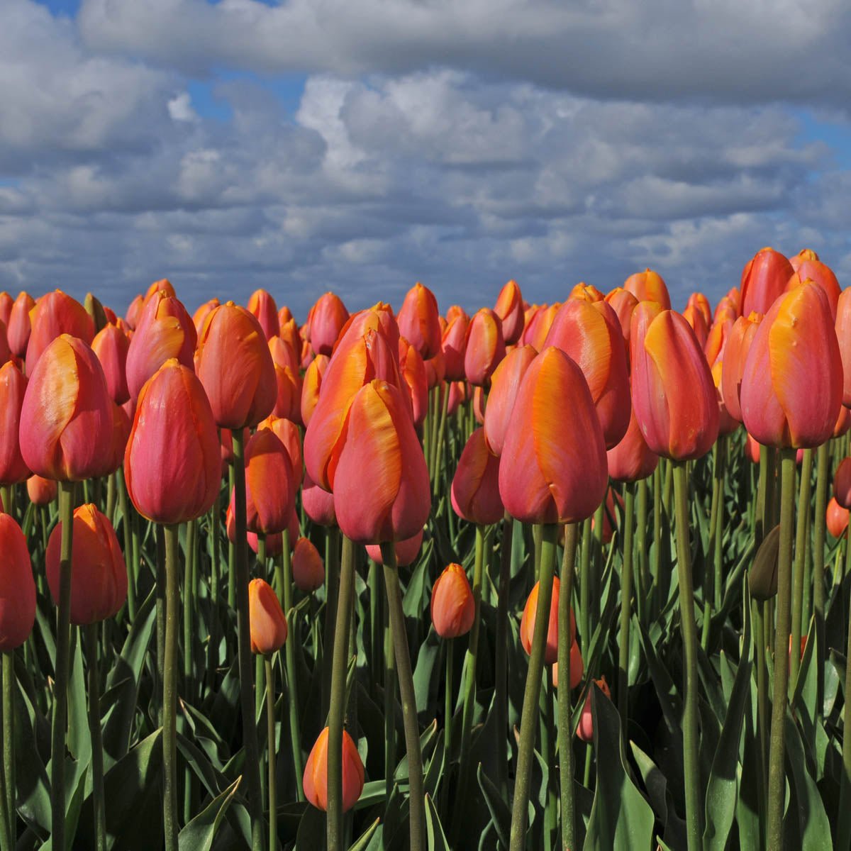Dordogne - Tulips - Fluwel