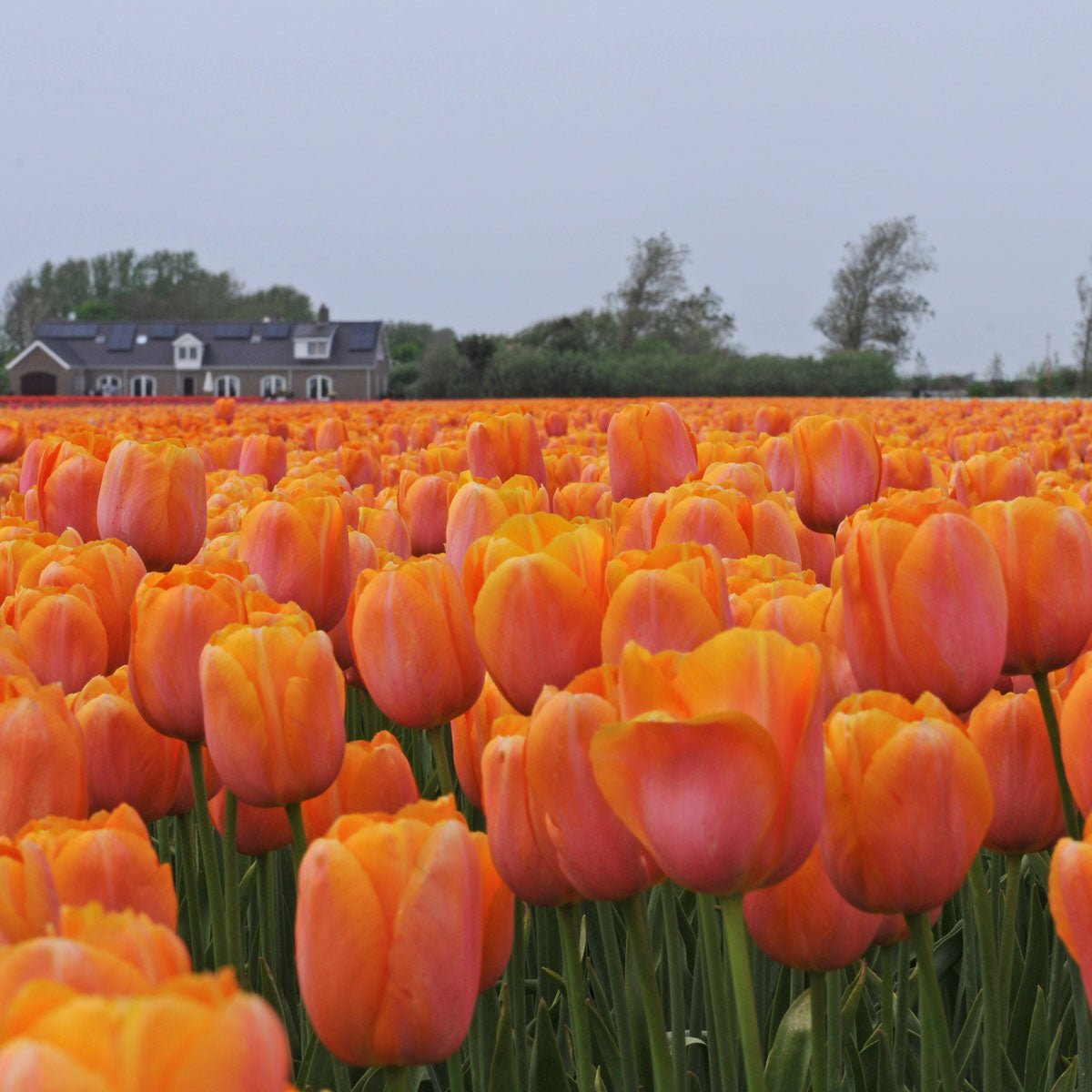 Dordogne - Tulips - Fluwel