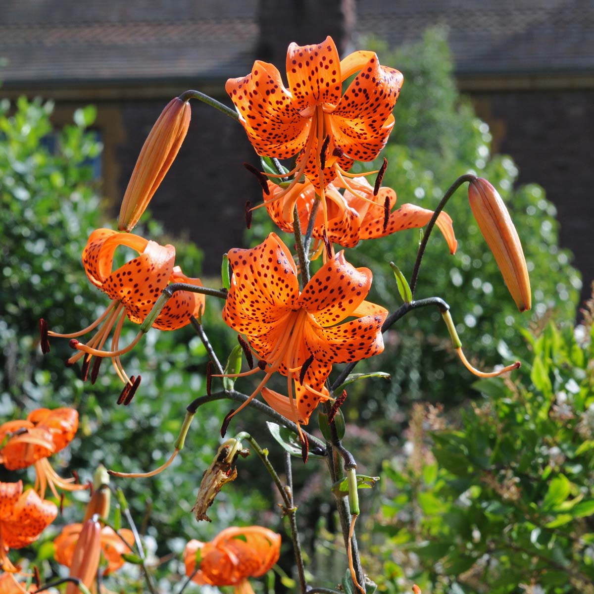 Lilium lancifolium