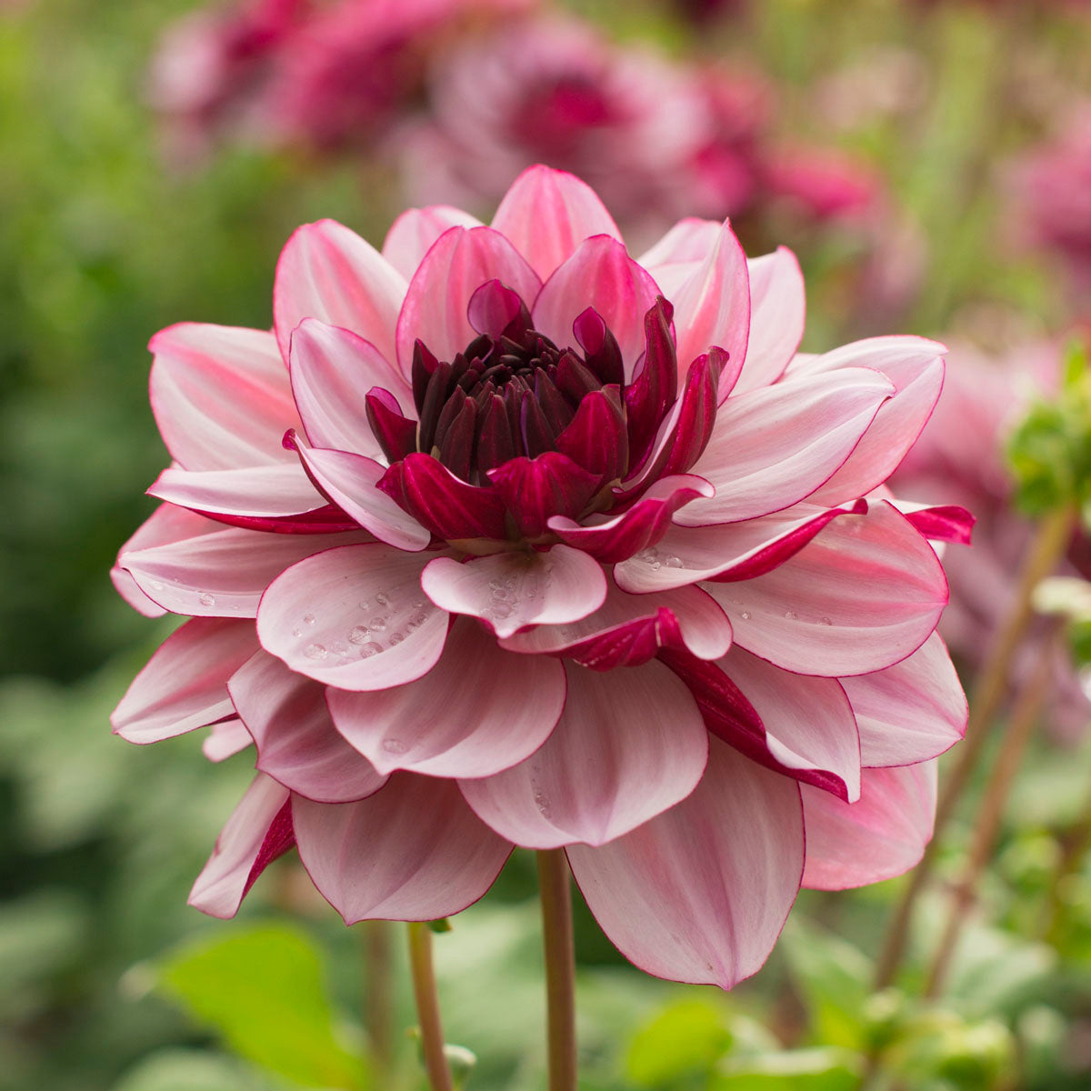 Dahlia Crême de Cassis