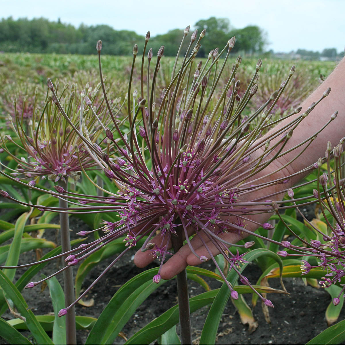 Allium schubertii